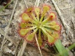 Drosera capillaris photos