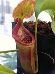 Nepenthes X [lowii X Campanulata] Photos