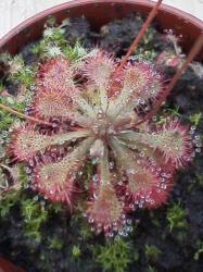 Drosera capillaris photos