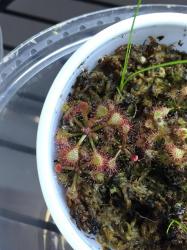 Drosera capillaris photos