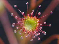 Drosera Calycina Photos