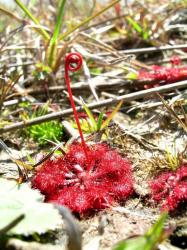 Drosera capillaris photos