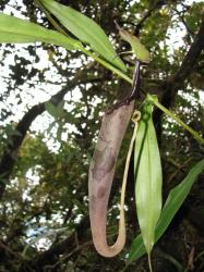 Nepenthes lingulata photos