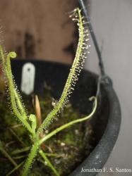 Drosera indica photos