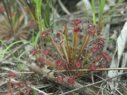Drosera brevicornis photos