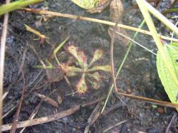 Drosera bequaertii photos