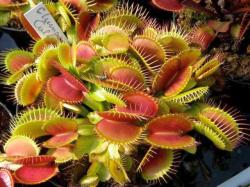 Dionaea 'Clumping Cultivar' photos