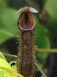 Nepenthes lingulata photos