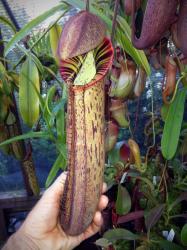 Nepenthes x [truncata x spectabilis] photos