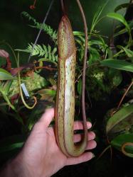 Nepenthes x [truncata x spectabilis] photos