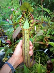 Ｎｅｐｅｎｔｈｅｓ ｔｒｕｎｃａｔａ ＳＢＧ ＢＥ－４００１ 観葉植物