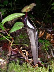 Nepenthes lingulata photos