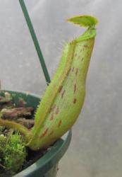 Nepenthes x [sumatrana x (platychila x fusca)] photos