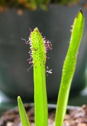 Drosera murfetii photos