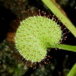 Drosera prolifera photos