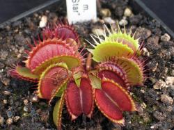 Dionaea 