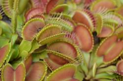 Dionaea 'Paradisia' photos