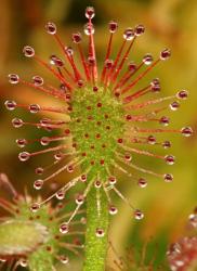 Drosera roraimae photos